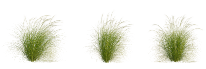 Nassella tenuissima tree, front view, cutout, transparent background, isolate, Ornamental grass plumes provide a natural, elegant touch to landscaping