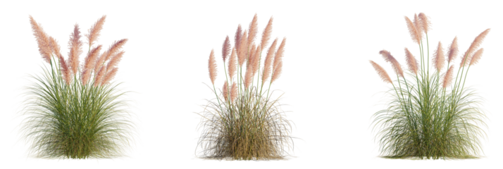 Cortaderia selloana_rosea tree, front view, cutout, transparent background, isolate, Elegant pampas grass plumes swaying gently in the summer breeze