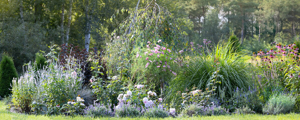 Cottage garden flowers. Rural natural flowering plants. Catnip, Russian sage, perovskia, roses, ornamental grasses, lavender, cosmos. Banner