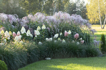 Flowering ornamental grasses, Miscanthus Memory, in a cottage garden. Background, banner