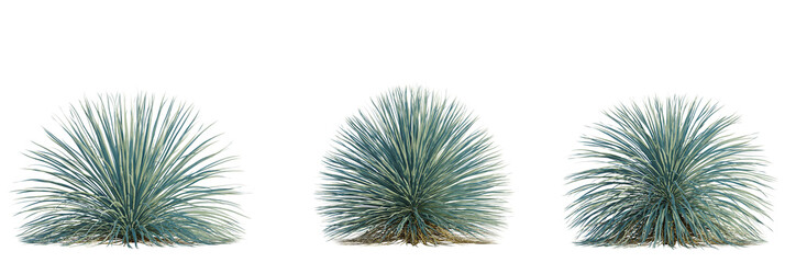 Dasylirion wheeleri tree, front view, cutout, transparent background, isolate, Three Desert Yucca Plants isolated for landscape design elements