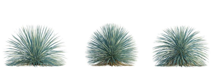 Dasylirion wheeleri tree, front view, cutout, transparent background, isolate, Three Desert Yucca Plants isolated for landscape design elements
