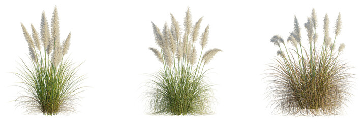 Cortaderia Selloana Sunningdale Silver Tree