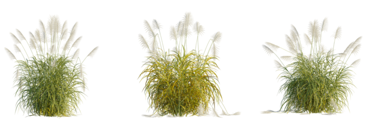Miscanthus sinensis silberfedertree, front view, cutout, transparent background, isolate, Ornamental grasses with fluffy plumes create a tranquil garden scene