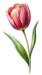 Obraz premium Watercolor illustration of a striking pink tulip with green leaves on white