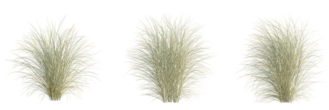 Miscanthus sinensis morning light tree, front view, cutout, transparent background, isolate, Ornamental grass tufts, landscaping design elements for garden visual