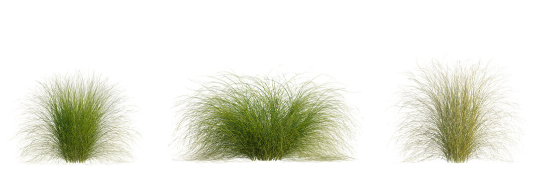 Nassella tenuissima tree, front view, cutout, transparent background, isolate, Ornamental fountain grass adds vibrant texture to landscape designs
