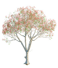 Obraz premium Erythrina variegata tree, front view, cutout, transparent background, isolate, Graceful tree with delicate red blooms for spring designs and nature art