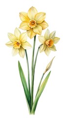 Fototapeta premium Beautiful Watercolor Painting of Three Yellow Daffodils with Green Leaves and Bud