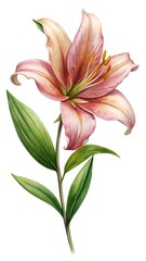 Naklejka premium Elegant watercolor painting of a pink and cream lily flower with green leaves