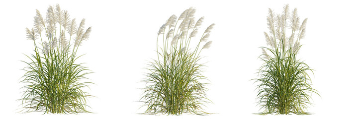 Miscanthus Sacchariflorus Tree Front View