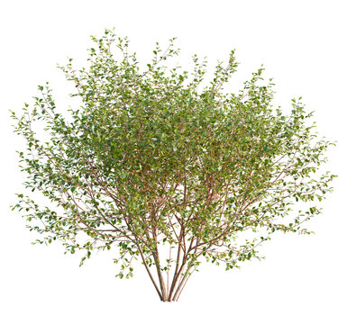 Frangula alnus tree, front view, cutout, transparent background, isolate, Fresh green bush with transparent background for easy integration design