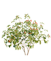 Lantana camara tree, front view, cutout, transparent background, isolate, Vibrant lantana bush with bright orange blooms, perfect for gardens
