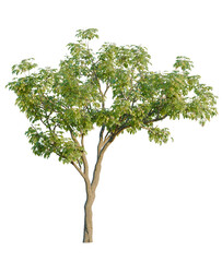Tabebuia rosea tree, front view, cutout, transparent background, isolate, Vibrant deciduous tree with lush green leaves, perfect for landscaping projects