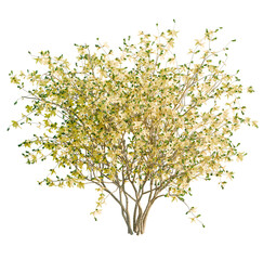 Forsythia x intermedia Golden Bells tree, front view, cutout, transparent background, isolate, Golden forsythia shrub blooms beautifully in spring garden landscapes