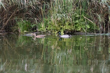 ducks swimming in a pond with reflection in the water, nature series