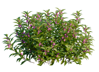 Impatiens balsamina tree, front view, cutout, transparent background, isolate, Vibrant purple flowers bloom on lush green shrub, bringing life to space