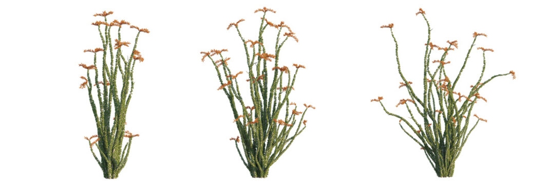 Fouquieria splendens tree, front view, cutout, transparent background, isolate, Three ocotillo plants show desert flora in bloom with vibrant orange flowers