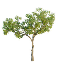 Obraz premium Tabebuia rosea tree, front view, cutout, transparent background, isolate, Lush green tree with textured bark, perfect for nature scenes