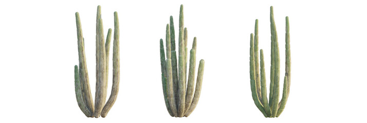 Stenocereus thurberi tree, front view, cutout, transparent background, isolate, Three tall desert...