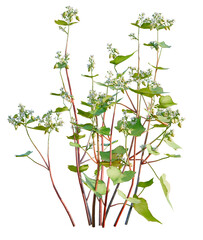 Fagopyrum esculentum tree, front view, cutout, transparent background, isolate, Delicate buckwheat flowers with lush green leaves, perfect for design work