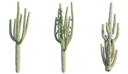 Carnegiea gigantea tree, front view, cutout, transparent background, isolate, Three majestic saguaro cacti standing tall in the serene desert landscape © DH Tree Stock