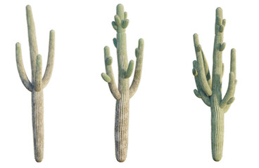 Carnegiea gigantea tree, front view, cutout, transparent background, isolate, Arizona cacti silhouettes adding Southwestern charm to any modern design