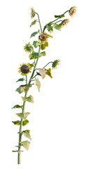 Helianthus annuus tree, front view, cutout, transparent background, isolate, Striking sunflower stem with vibrant green leaves and blooming blossoms