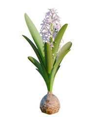 Hyacinthus orientalis tree, front view, cutout, transparent background, isolate, Delicate hyacinth flower with soft petals, perfect for spring designs