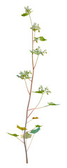 Fagopyrum esculentum tree, front view, cutout, transparent background, isolate, Buckwheat plant with delicate white flowers and lush green leaves