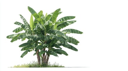 A beautiful banana tree with vibrant green leaves