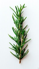 Fototapeta premium Single Fresh Sprig of Rosemary on a White Background. Aromatic Herb, Culinary Spice, Natural Ingredient.