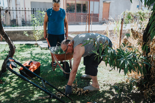 Two men in a sunny backyard perform yard work using a wheelbarrow and gardening tools. One bends to pick up leaves while the other stands nearby, ready to help.