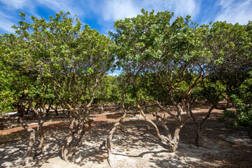 Mastic tree with mastic tears in Chios island, Greece.