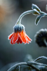Autumn landscape with marigold flowers like bellflowers covered with cold transparent crystals of blue hoarfrost on a frosty morning in the park