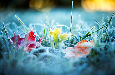 Artistic bright autumn landscape with colorful maple leaves lying on the grass covered with blue shiny crystals of hoarfrost on a frosty morning in the park