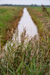 Close up of reeds on the side of a stream in the countryside