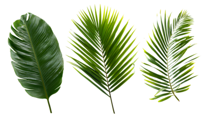 3 sets of palm leaves, isolated on a transparent background, png format