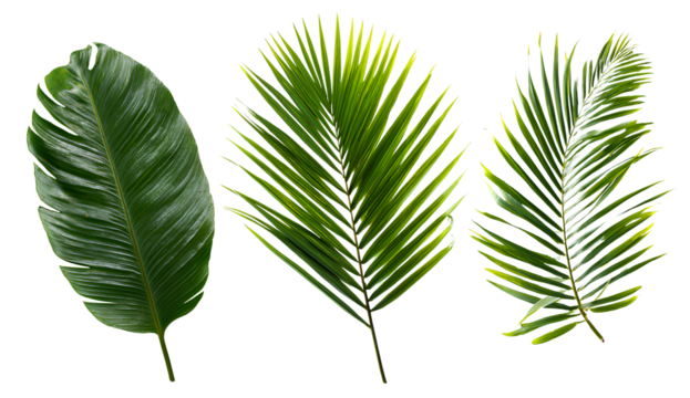 3 sets of palm leaves, isolated on a transparent background, png format