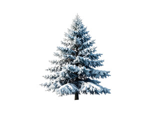 Fototapeta premium A beautiful snow covered evergreen fir tree isolated on a white background.