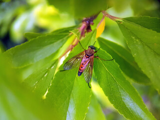 Fly on leaf summer garden