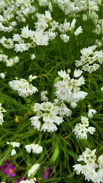 A vibrant close-up shot of multiple clusters of delicate, star-shaped white Allium flowers, likely Allium neapolitanum (Naples Garlic), with subtle yellow centers, blooming amidst a backdrop of long