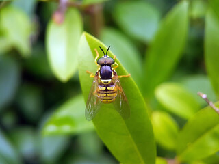 Fly on leaf summer garden