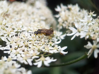 bee wasp on flower summer