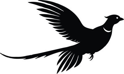 Black flying pheasant on white background