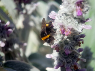 bee wasp on flower summer
