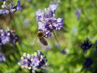 bee wasp on flower summer