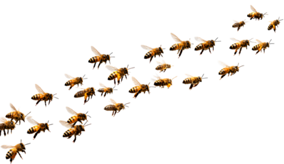  a group of bees flying around, transparent background png, png format