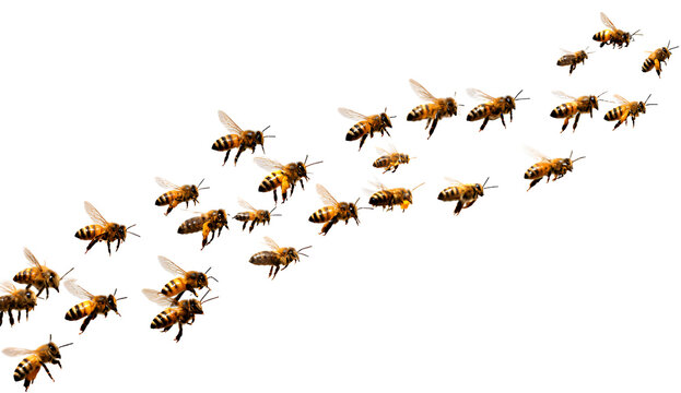  a group of bees flying around, transparent background png, png format