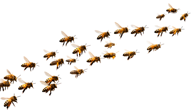  a group of bees flying around, transparent background png, png format